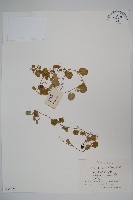 藏品(銅錘玉帶草)的圖片