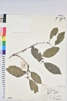 藏品(銀柴)的圖片