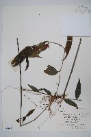 藏品(針子草)的圖片