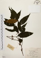 藏品(茜草樹)的圖片