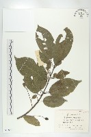 藏品(薯豆)的圖片