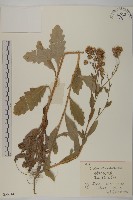 藏品(大刺兒菜)的圖片