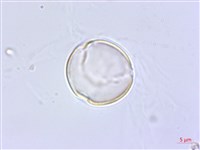 藏品(黃花列當)的圖片