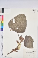 藏品(中平樹)的圖片