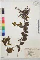 藏品(光枝勾兒茶)的圖片