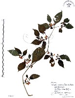 藏品(龍珠)的圖片