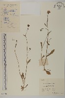藏品(小葉一點紅)的圖片