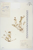 藏品(珠芽佛甲草)的圖片