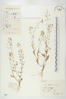 藏品(薺)的圖片