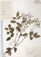 藏品(灰色木藍)的圖片