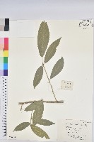 藏品(棒柄花)的圖片