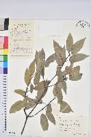 藏品(細葉青剛、黑稠、黑櫟、小葉青剛)的圖片