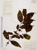 藏品(茜草樹)的圖片