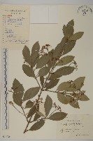 藏品(扶芳藤)的圖片