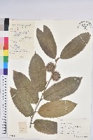 藏品(板栗)的圖片