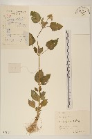 藏品(小米菊)的圖片
