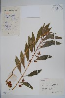 藏品(鳳仙花)的圖片