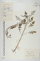 藏品(泥胡菜)的圖片