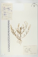 藏品(焊菜)的圖片