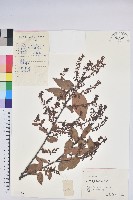 藏品(米飯花)的圖片