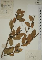 藏品(薜荔)的圖片