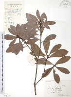 藏品(楊梅)的圖片