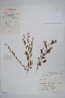 藏品(細纍子草)的圖片
