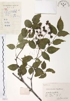 藏品(灰色木藍)的圖片