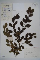 藏品(落霜紅、梅葉冬青)的圖片