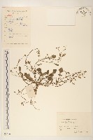 藏品(稻槎菜)的圖片
