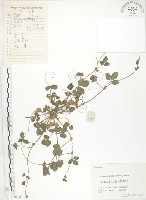 藏品(蛇莓、地莓、龍吐珠)的圖片