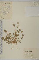 藏品(球序卷耳)的圖片