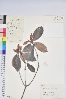 藏品(鹿角杜鵑、西施花、青紫木)的圖片