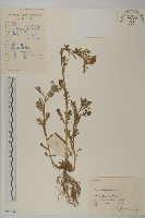 藏品(孔雀菊)的圖片