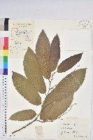 藏品(板栗)的圖片