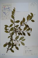 藏品(落霜紅、梅葉冬青)的圖片