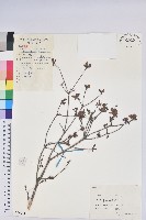 藏品(唐杜鵑、大屯杜鵑、中原氏杜鵑)的圖片