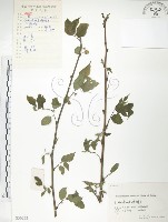 藏品(小構樹)的圖片