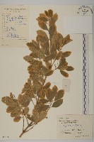 藏品(日本衛矛)的圖片