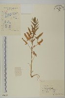 藏品(菠菜、菠菱菜)的圖片
