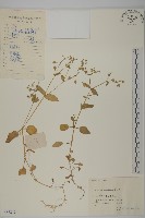 藏品(牛繁縷)的圖片