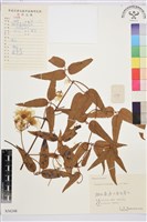 藏品(山木通)的圖片