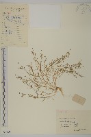 藏品(瓜槌草、漆姑草)的圖片