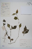 藏品(少花馬藍)的圖片