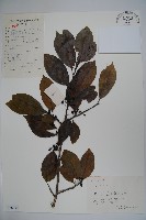 藏品(鐵冬青)的圖片