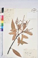 藏品(綿柯)的圖片