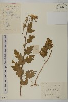 藏品(菊花)的圖片