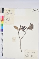 藏品(苦櫧栲)的圖片