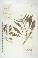 藏品(葶藶)的圖片