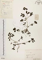 藏品(馬齒莧)的圖片